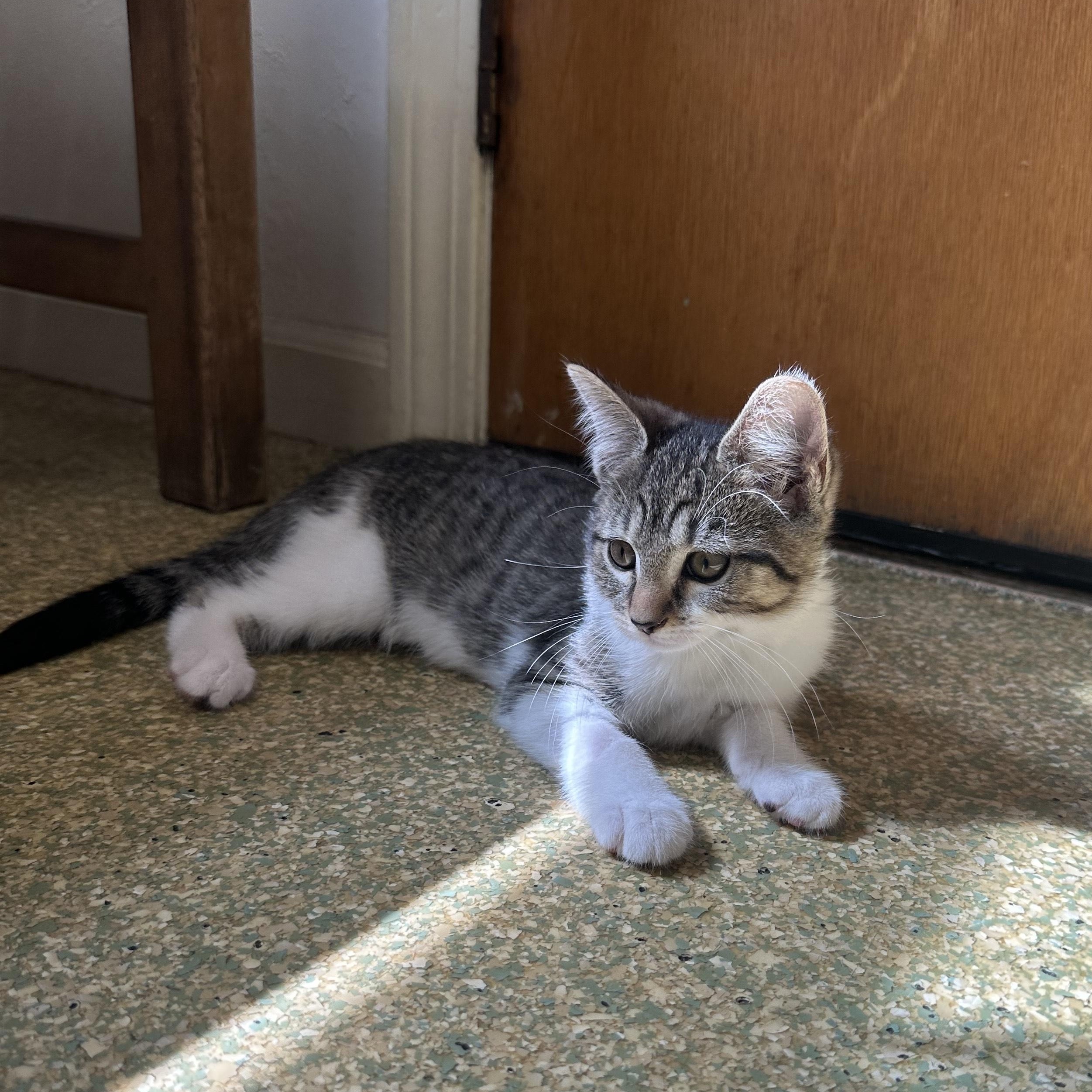 Enlarge Miranda, a Adopted Domestic Short Hair in South Deerfield, MA image 3/3