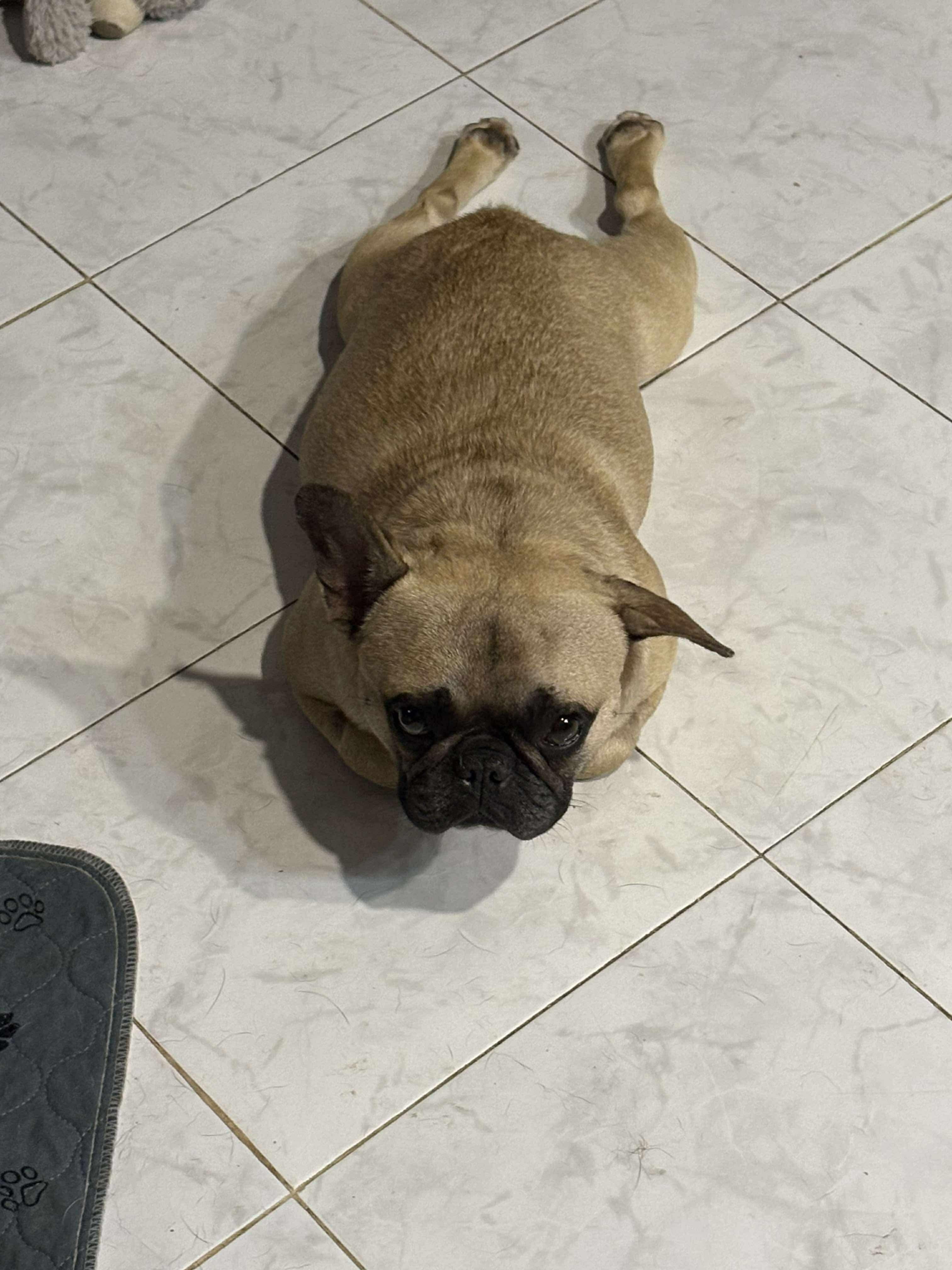 Enlarge Tater Tot, a ADOPTABLE French Bulldog in Encinitas, CA image 6/6