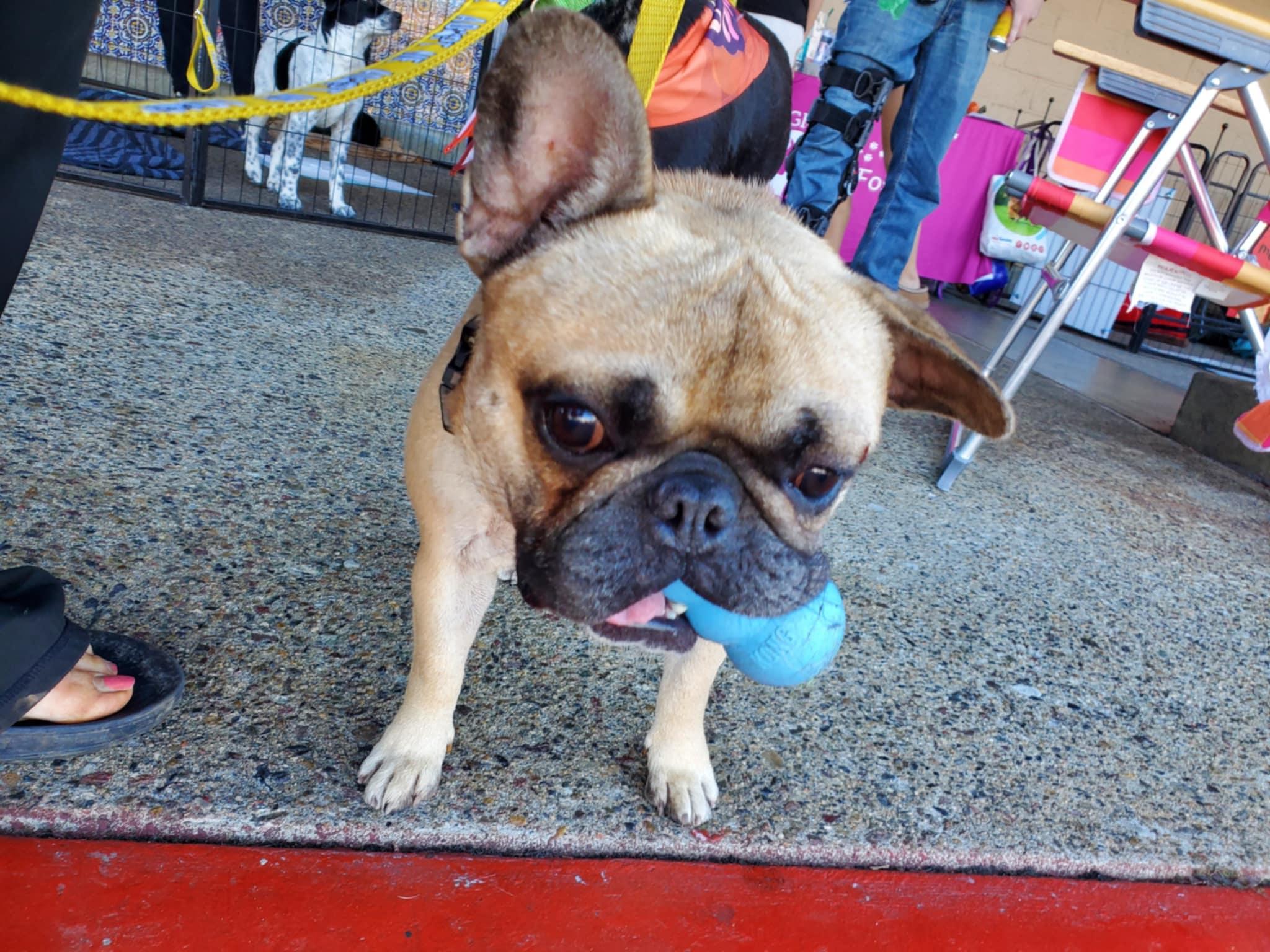 Enlarge Tater Tot, a ADOPTABLE French Bulldog in Encinitas, CA image 3/6