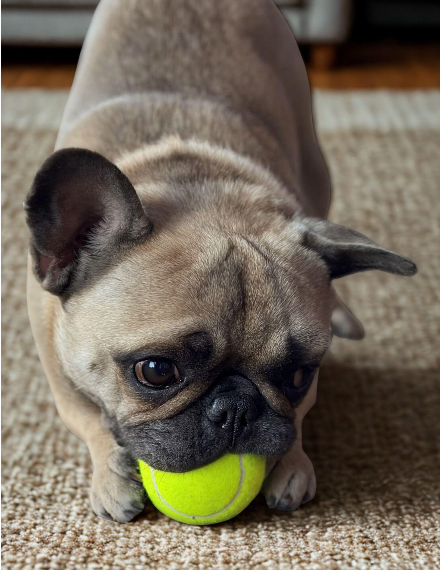 Enlarge Tater Tot, a ADOPTABLE French Bulldog in Encinitas, CA image 1/6