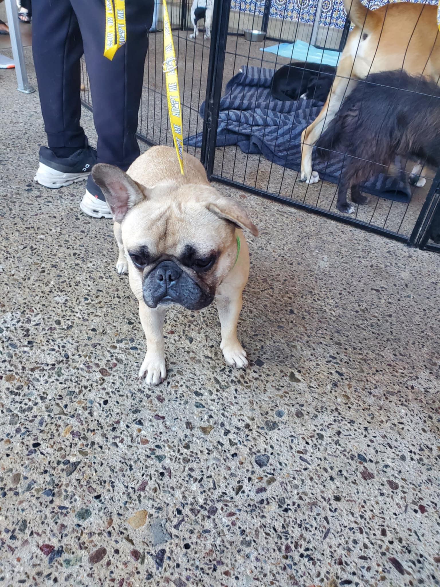 Enlarge Tater Tot, a ADOPTABLE French Bulldog in Encinitas, CA image 5/6