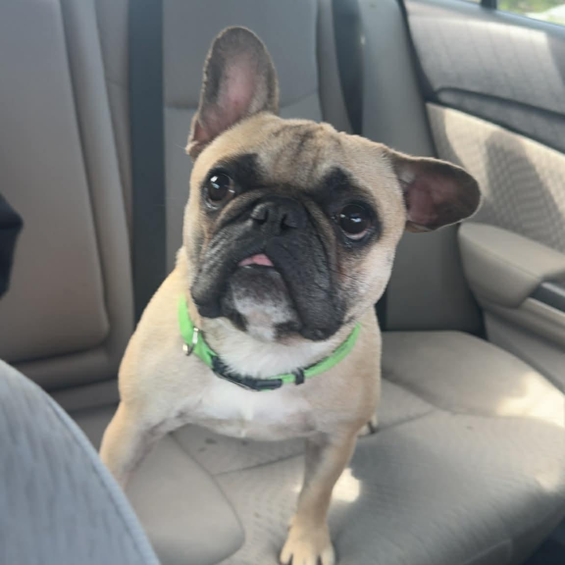 Enlarge Tater Tot, a ADOPTABLE French Bulldog in Encinitas, CA image 2/6