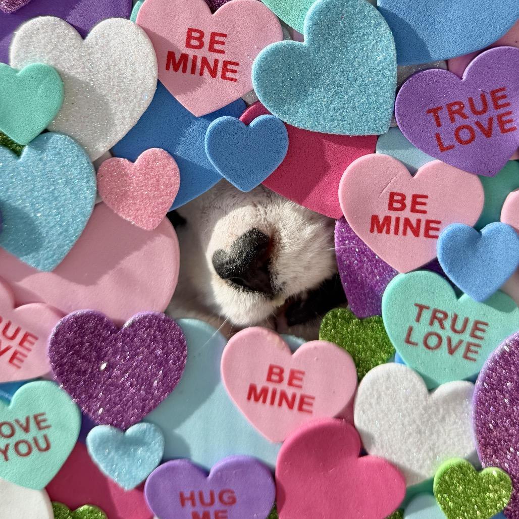 Enlarge Gavin, a Adoptable Domestic Short Hair in East Hampton, NY image 1/6