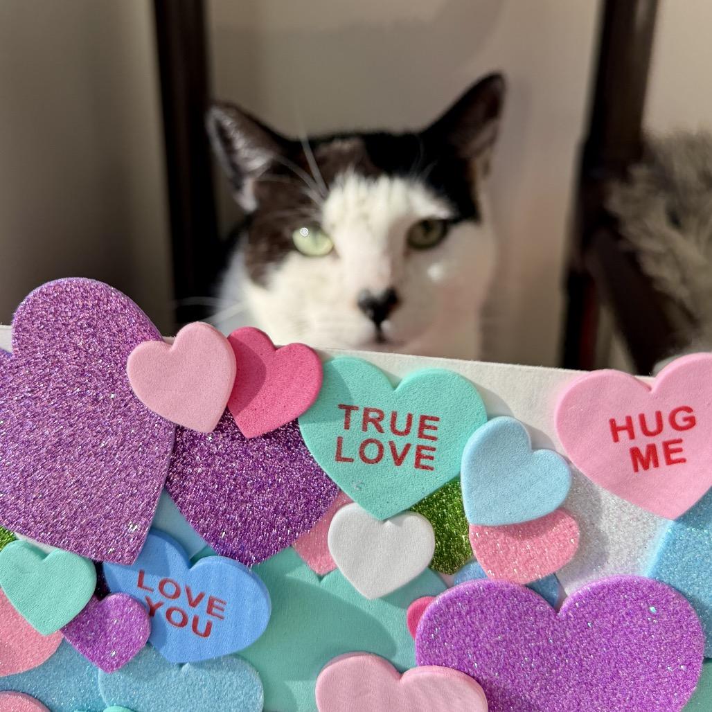 Enlarge Gavin, a Adoptable Domestic Short Hair in East Hampton, NY image 2/6