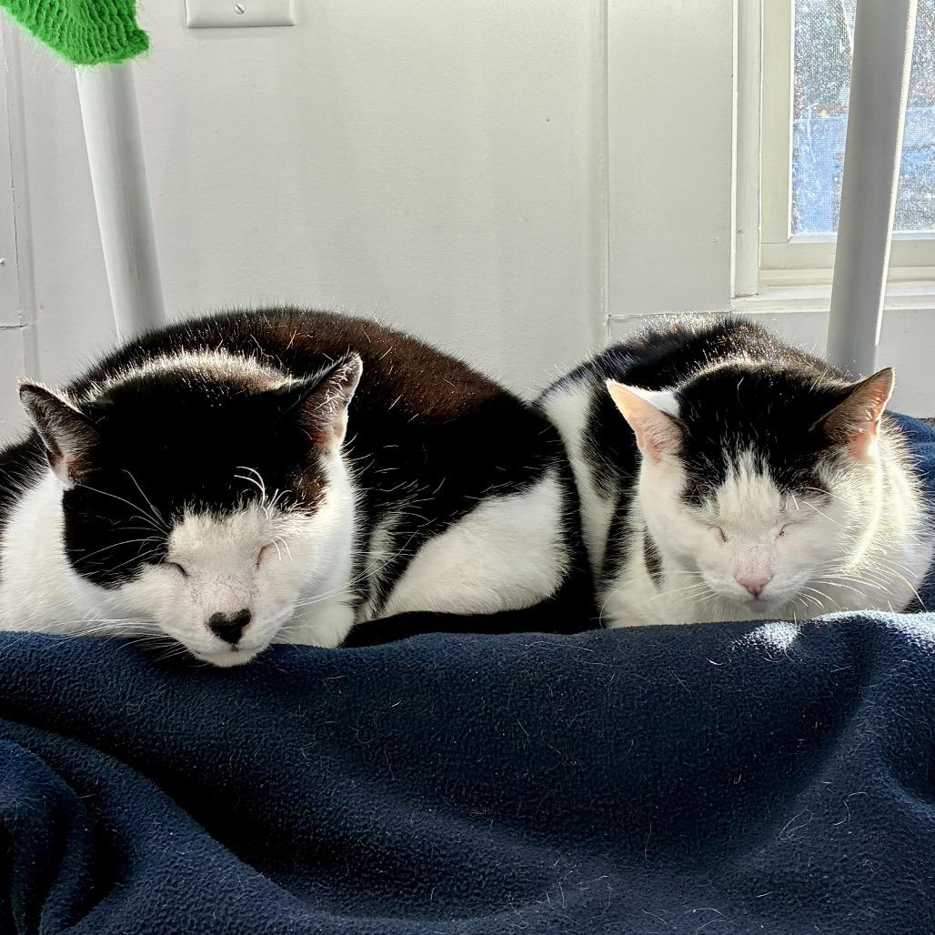 Enlarge Gavin, a Adoptable Domestic Short Hair in East Hampton, NY image 3/6