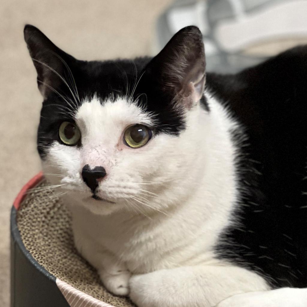 Gavin, a Adoptable Domestic Short Hair image 1/6