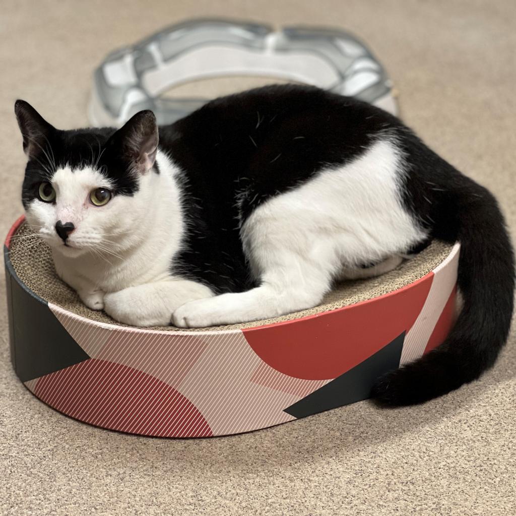 Gavin, a Adoptable Domestic Short Hair image 2/6