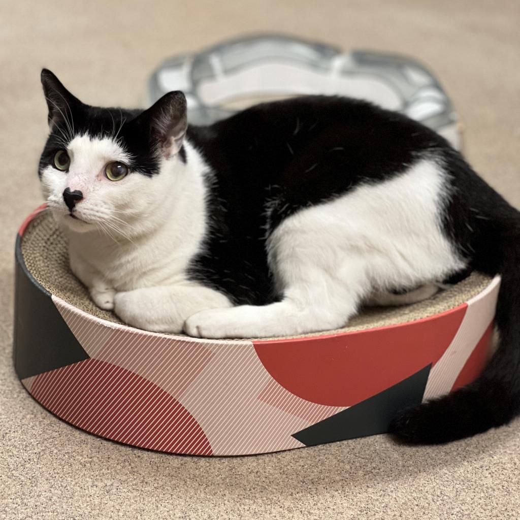 Gavin, a Adoptable Domestic Short Hair image 3/6