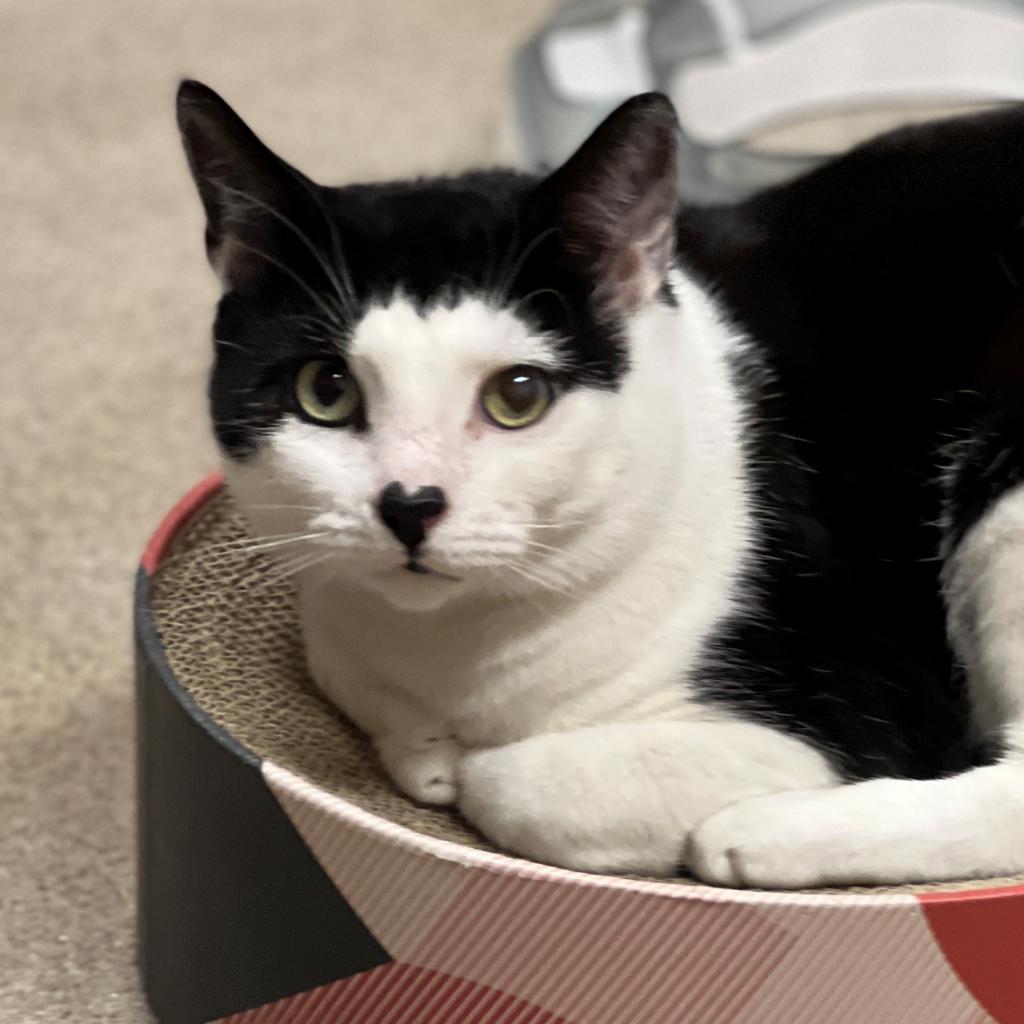 Gavin, a Adoptable Domestic Short Hair image 4/6