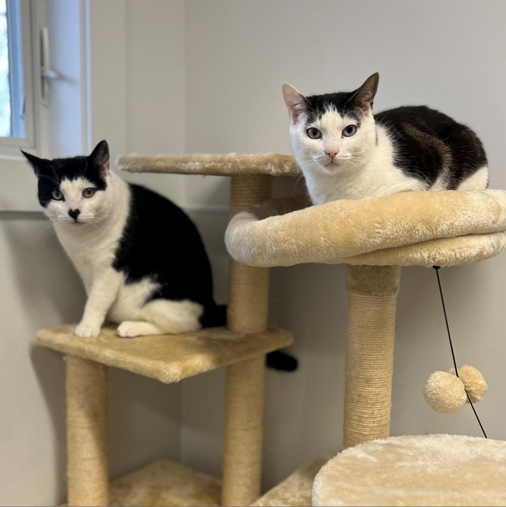 Gavin, a Adoptable Domestic Short Hair image 5/6