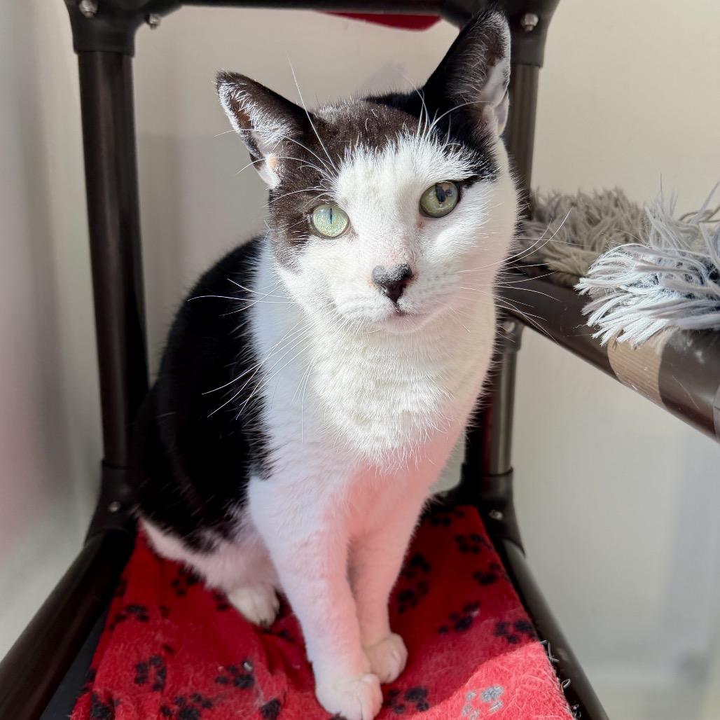 Enlarge Gavin, a Adoptable Domestic Short Hair in East Hampton, NY image 4/6