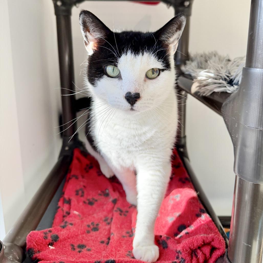 Enlarge Gavin, a Adoptable Domestic Short Hair in East Hampton, NY image 5/6