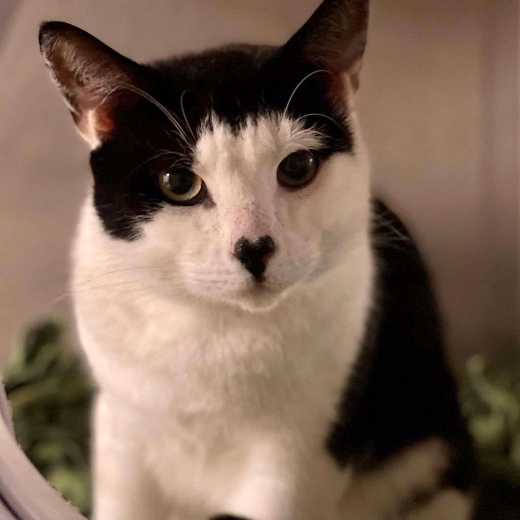 Gavin, a Adoptable Domestic Short Hair image 6/6