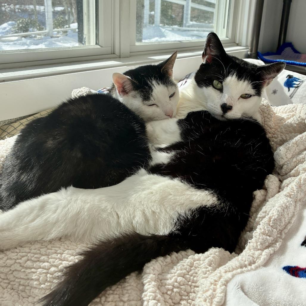 Enlarge Gavin, a Adoptable Domestic Short Hair in East Hampton, NY image 6/6