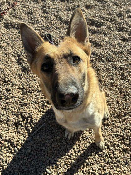 Enlarge Noel, a ADOPTABLE mixed breed in Canon City, CO image 1/1