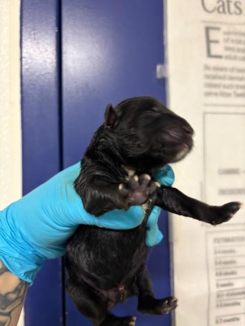 Franny -- URGENT! NEEDS A HOME!!