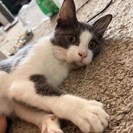 Culiver, Adoptable, Young Male Domestic Short Hair.