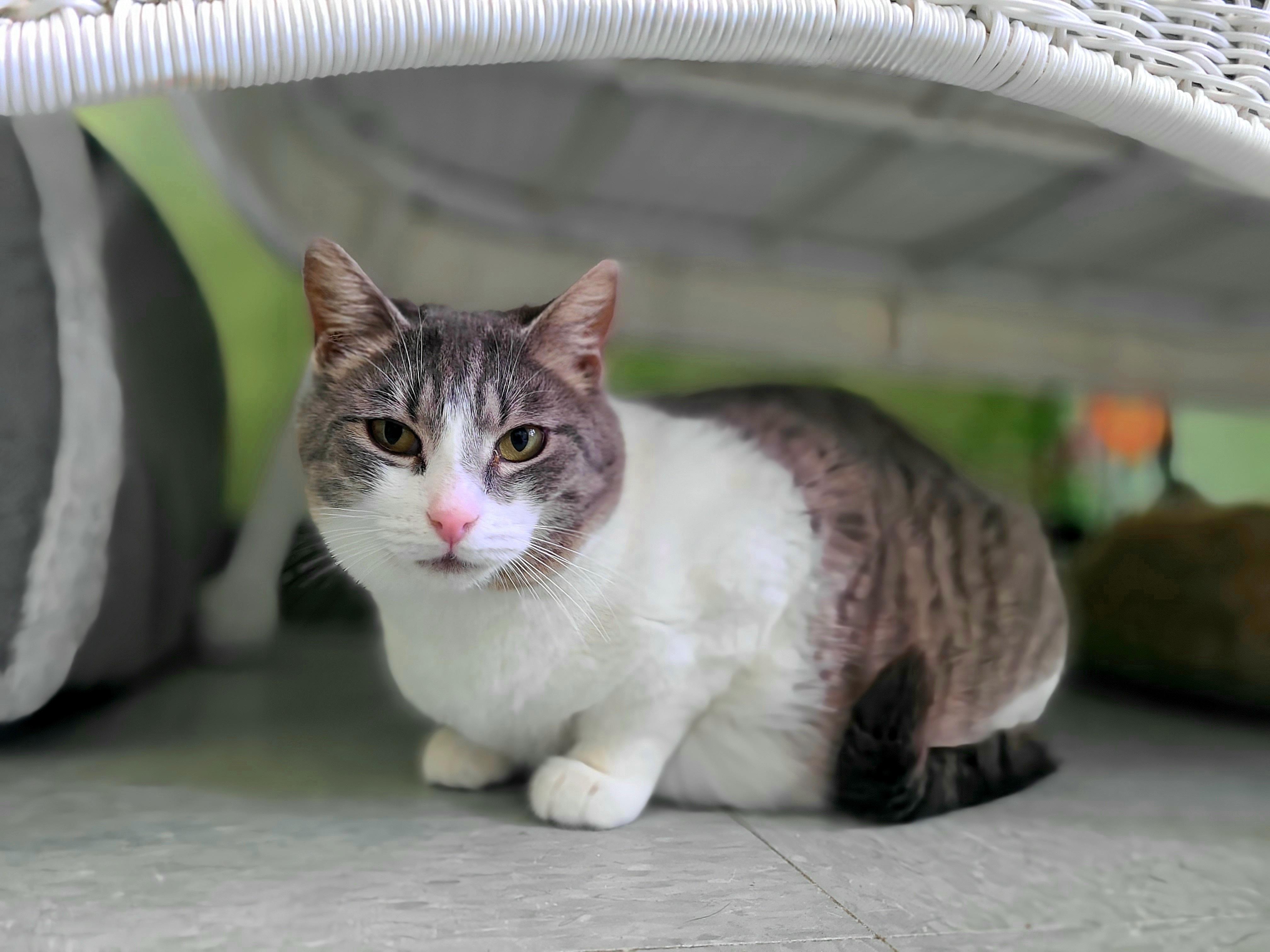 Bluebell & Carnation Domestic Medium Hair Cat