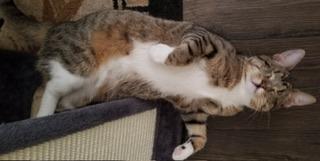 Cali — thumbnail 2