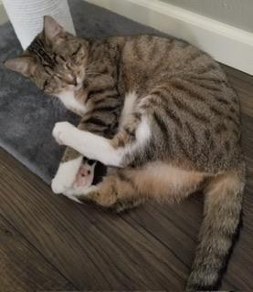 Cali — thumbnail 3