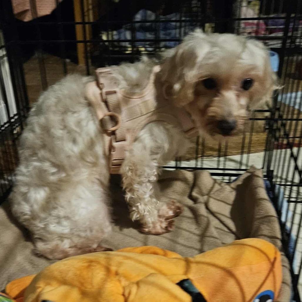 Clover, Adoptable, Adult Female Maltese & Poodle.