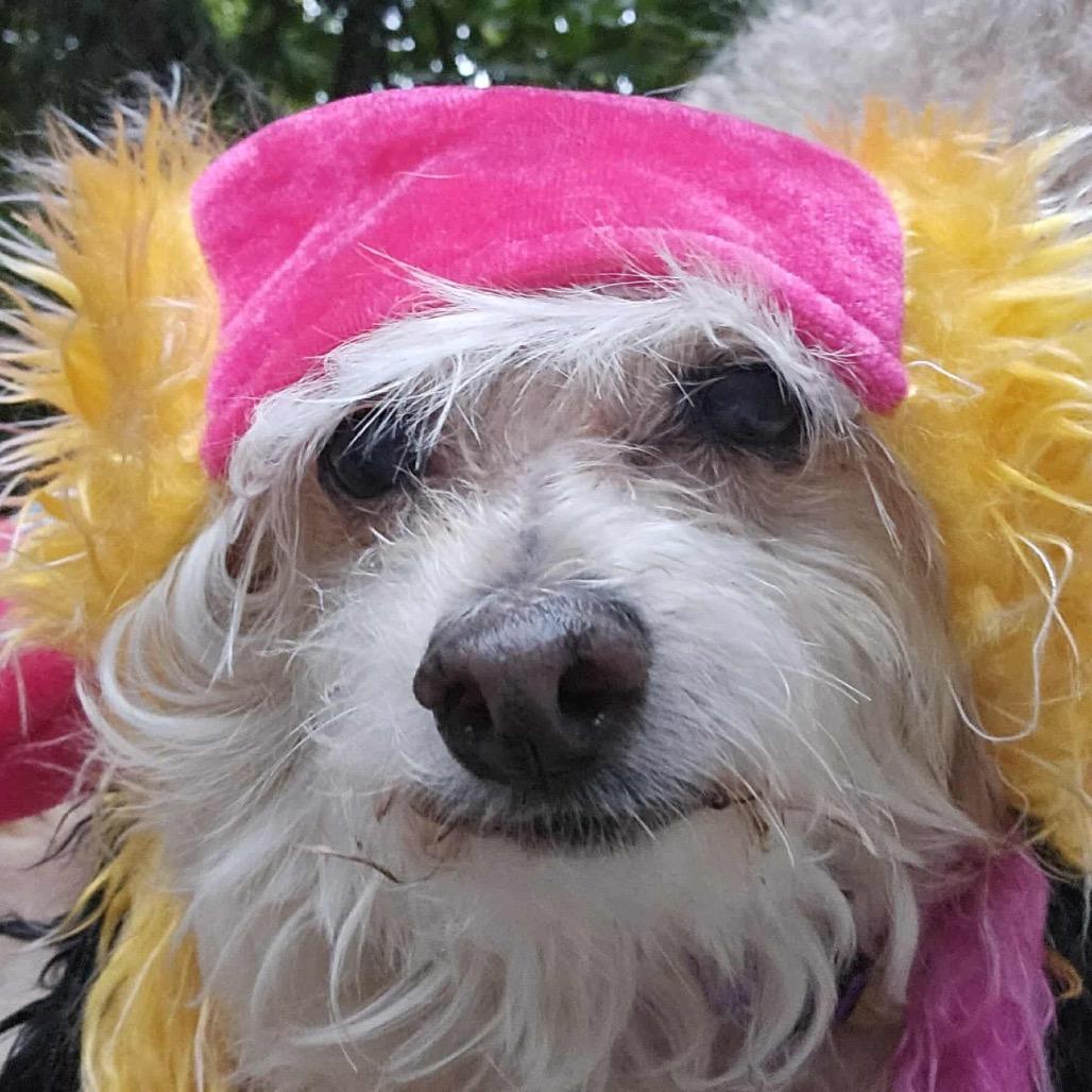 Clover, Adoptable, Adult Female Maltese & Poodle.