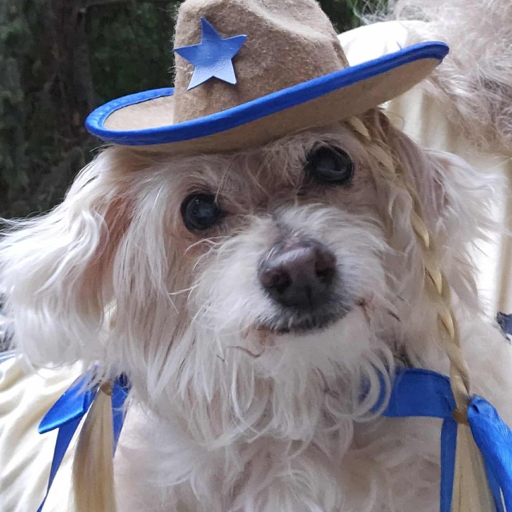 Clover, Adoptable, Adult Female Maltese & Poodle.