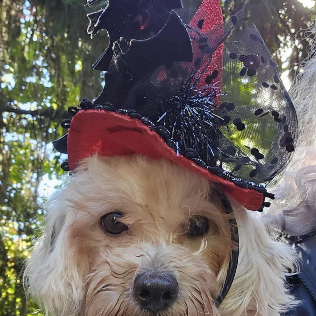 Enlarge Clover, a Adoptable mixed breed in St. Charles, MO image 3/6