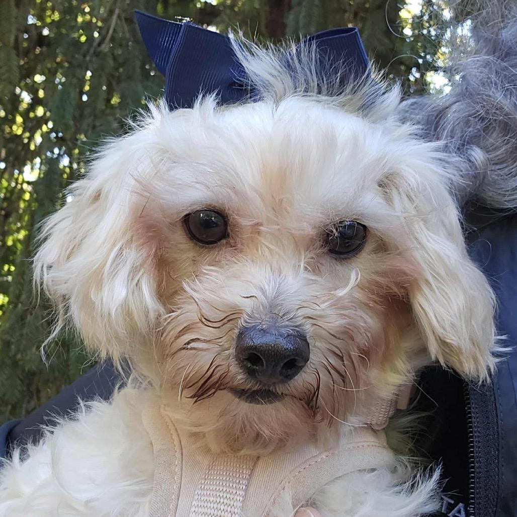 Enlarge Clover, a Adoptable mixed breed in St. Charles, MO image 5/6