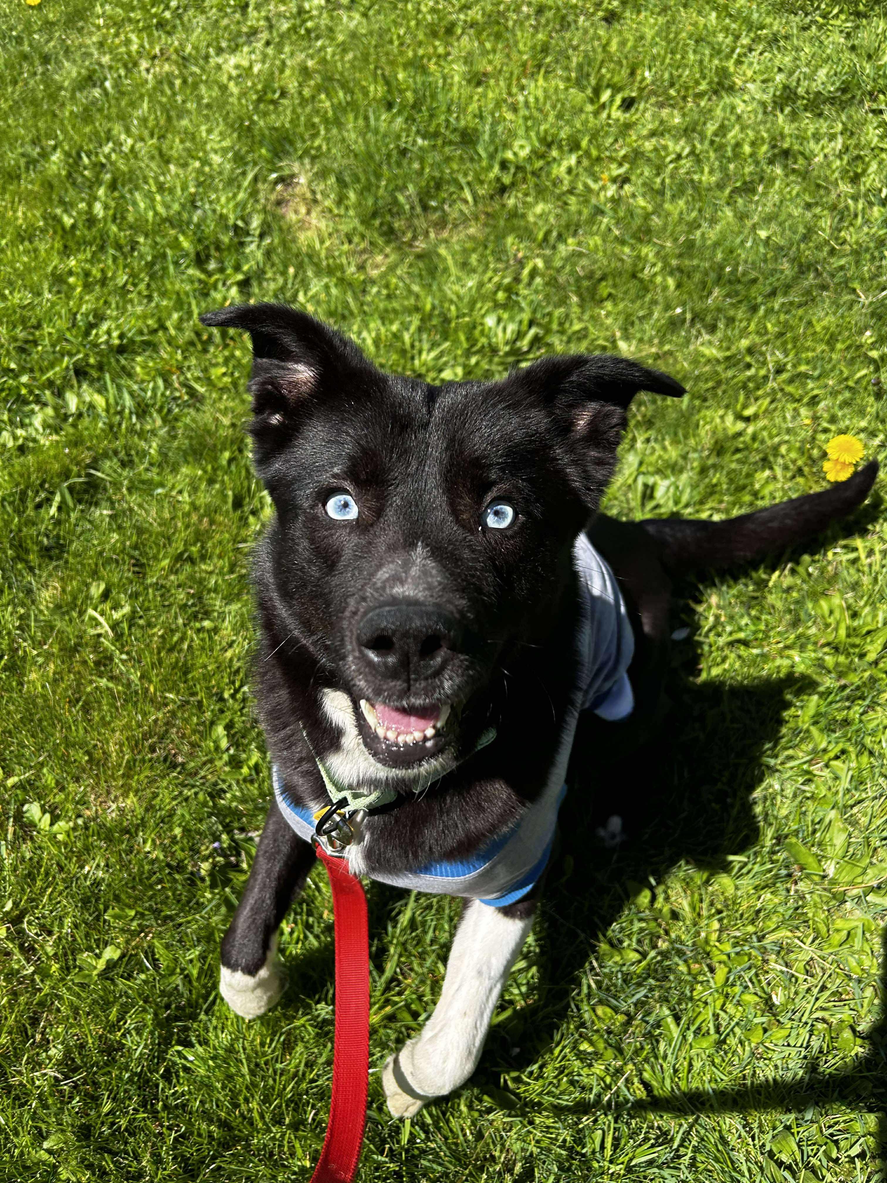 Greedo, Adoptable, Young Male Siberian Husky.