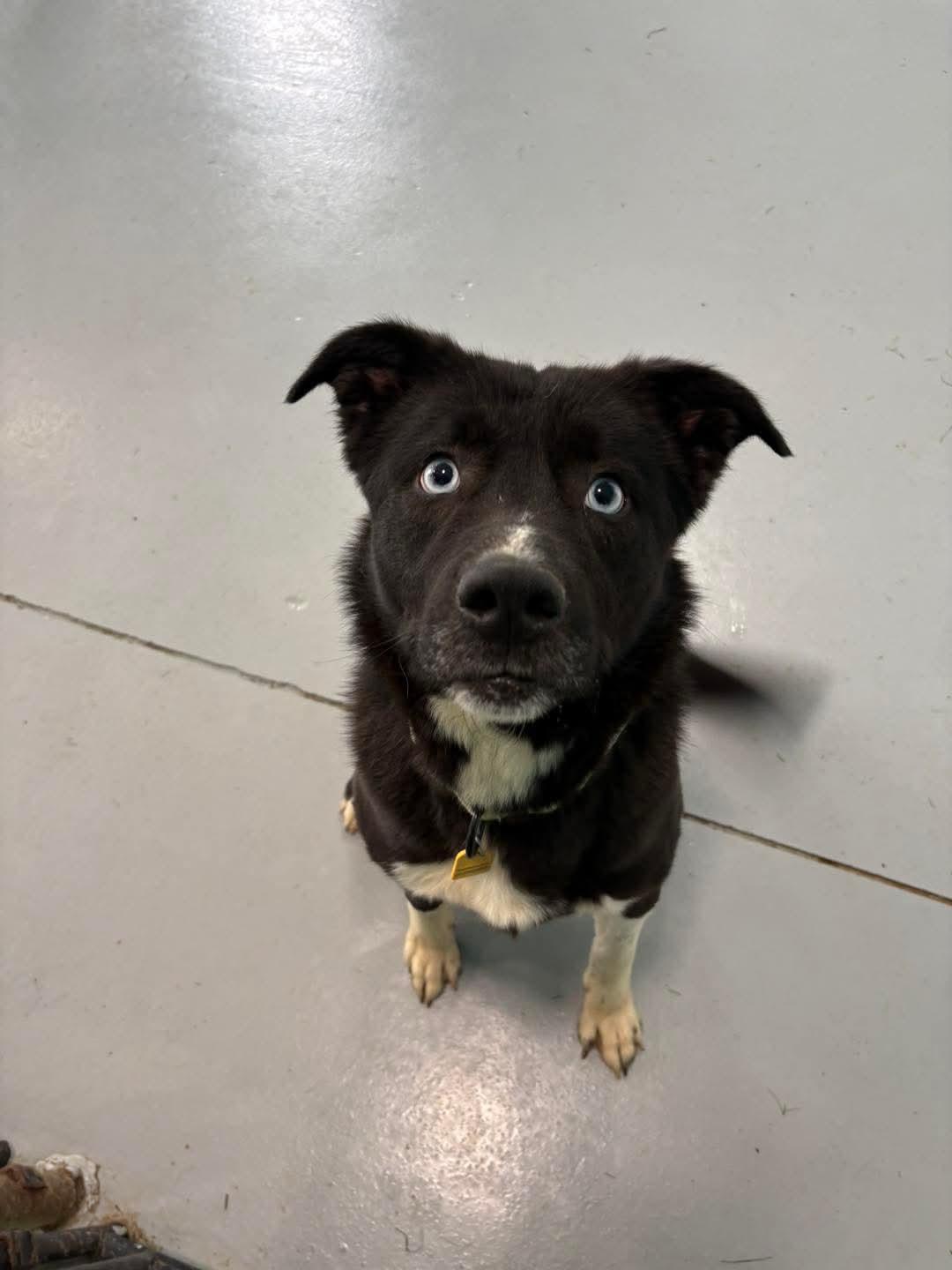 Greedo, a Adoptable mixed breed in Brunswick, OH image 2/5