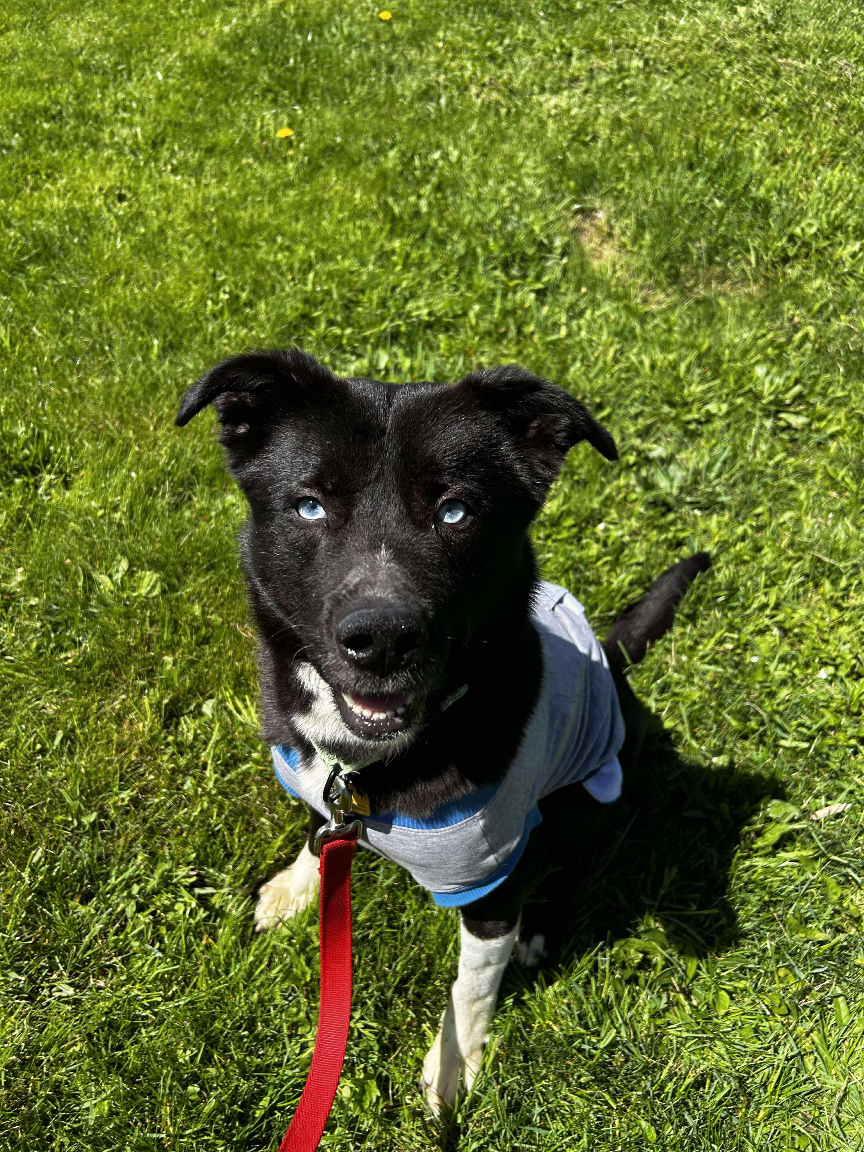 Greedo, a Adoptable mixed breed in Brunswick, OH image 3/5