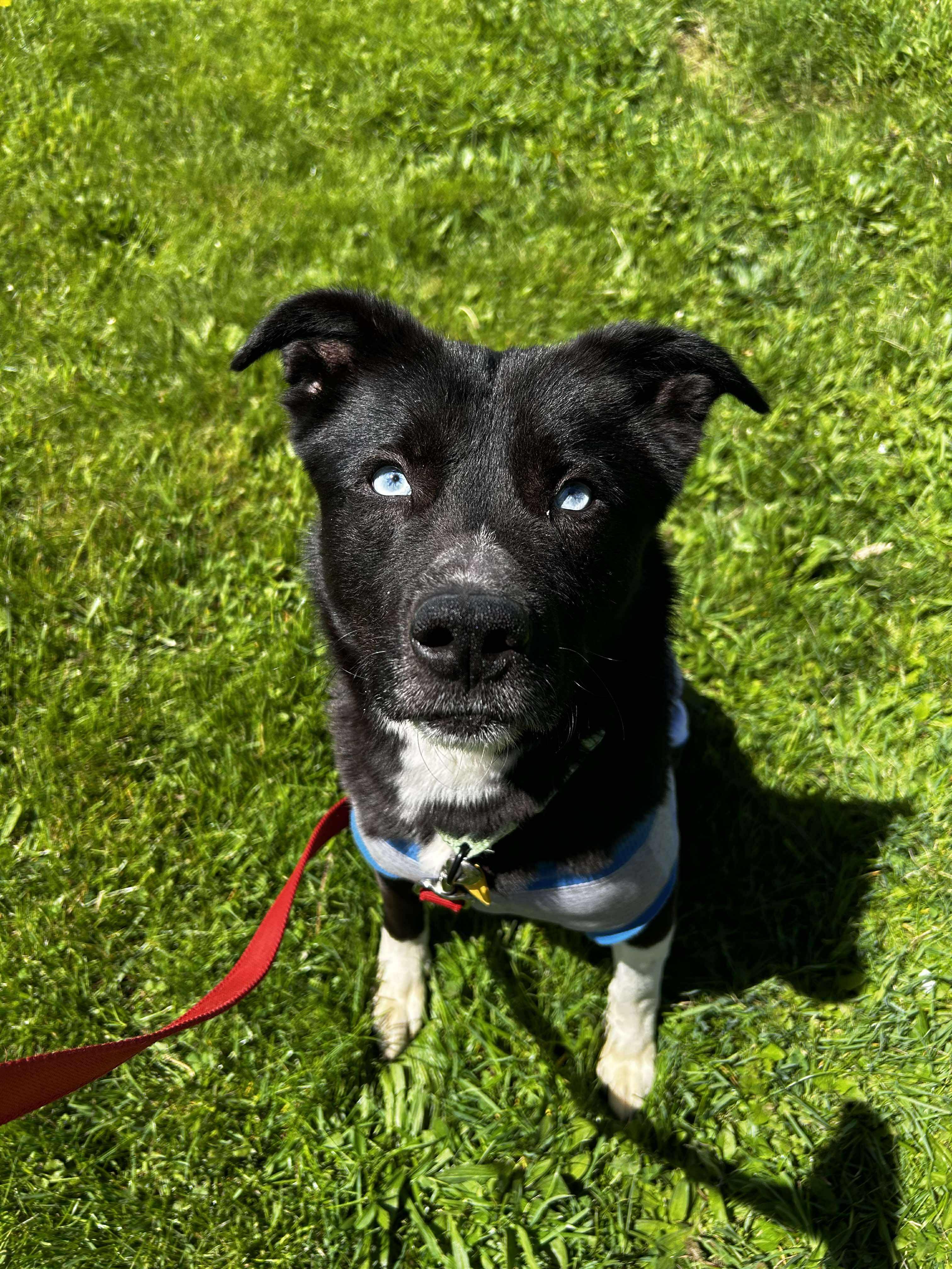 Greedo, a Adoptable mixed breed in Brunswick, OH image 4/5