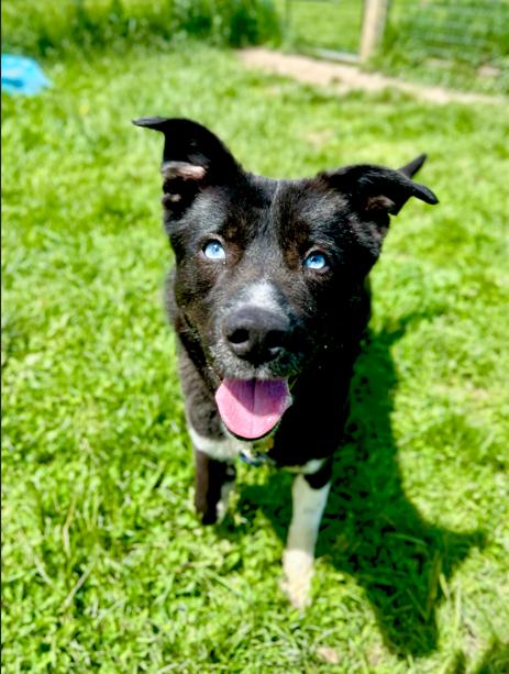 Greedo, a Adoptable mixed breed in Brunswick, OH image 5/5