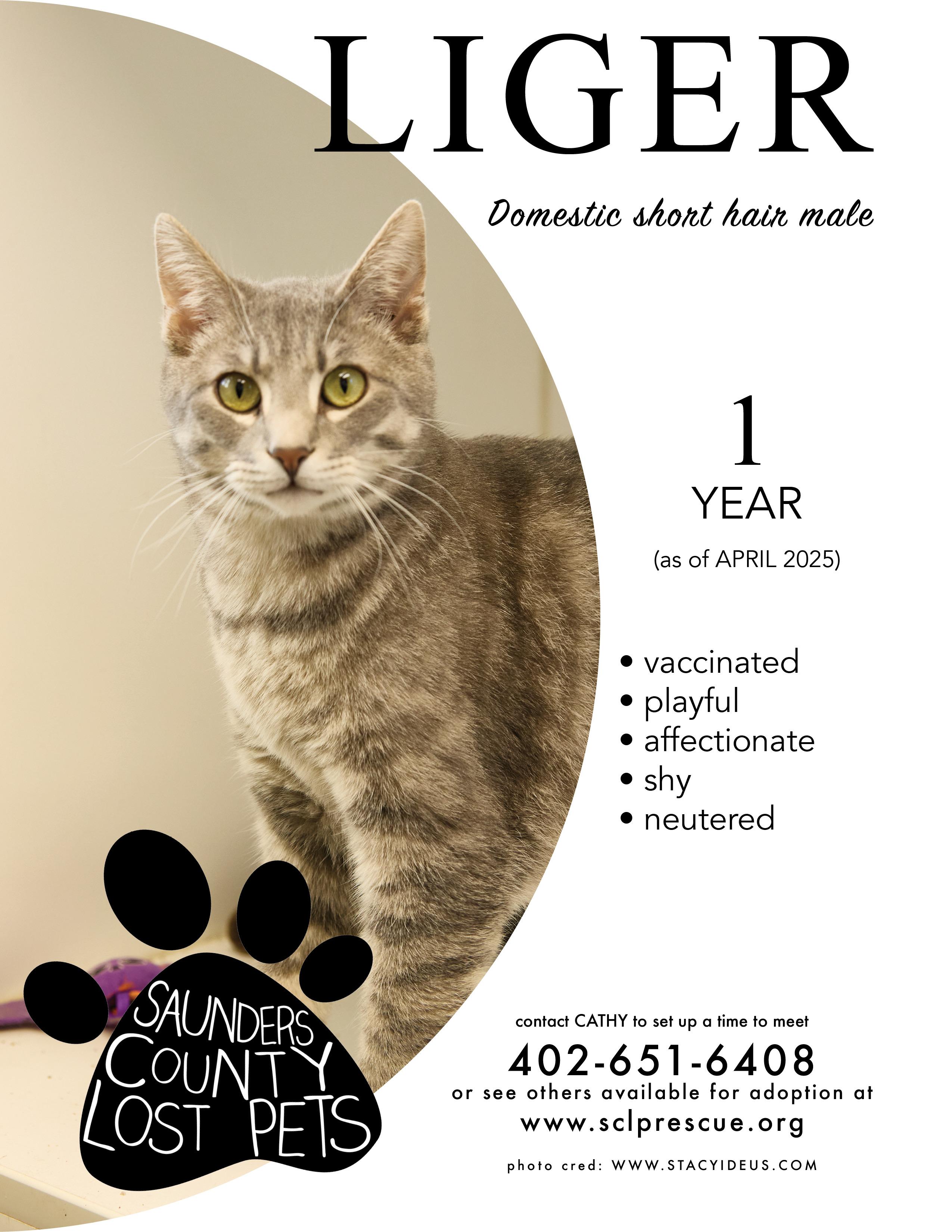 Enlarge Liger, a Adoptable Tabby in Wahoo, NE image 1/1