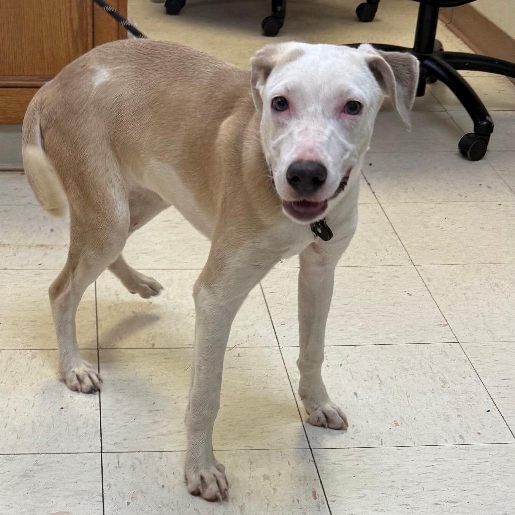 Rica, Adoptable, Young Female Greyhound.