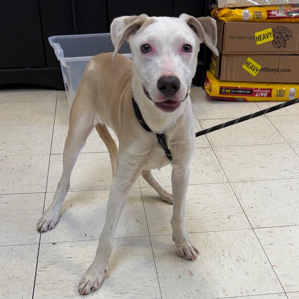 Enlarge Rica, a Adoptable Greyhound in Jacksonville, AR image 2/3