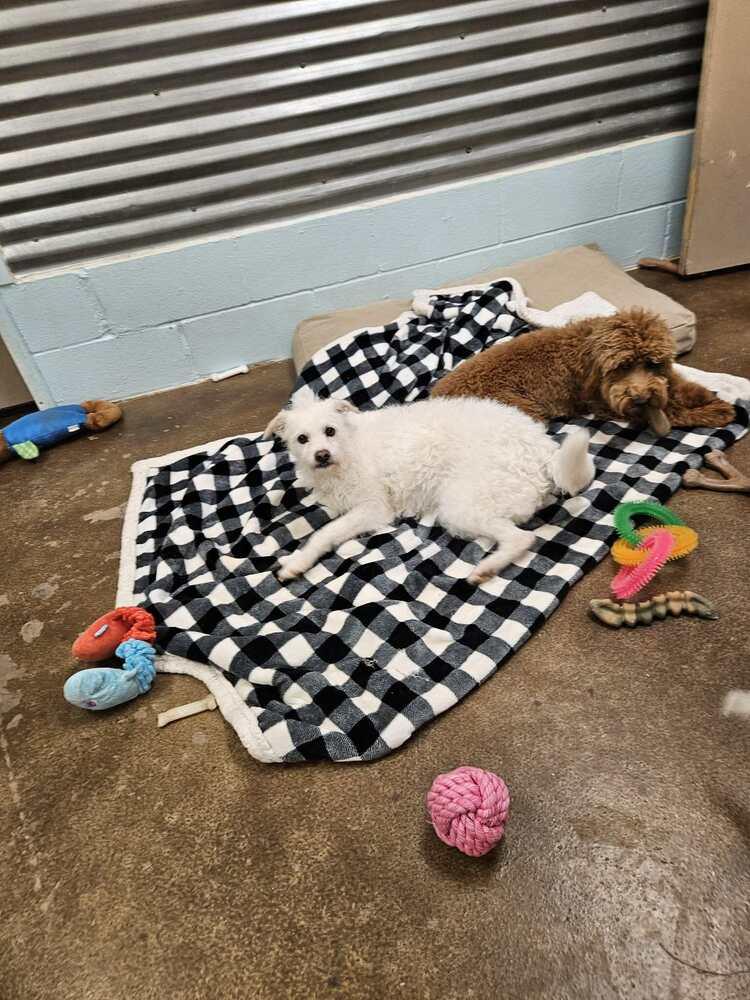 Starr, Adoptable, Senior Female Terrier.