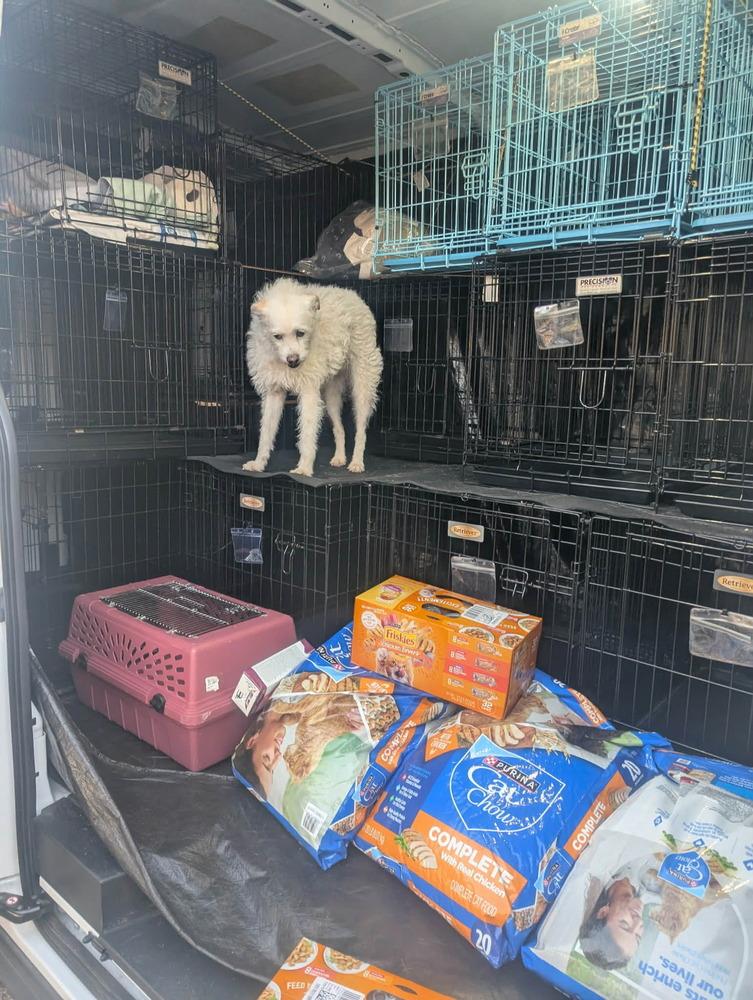 Enlarge Starr, a Adoptable Terrier in Deerfield, WI image 2/2