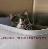 DALLAS