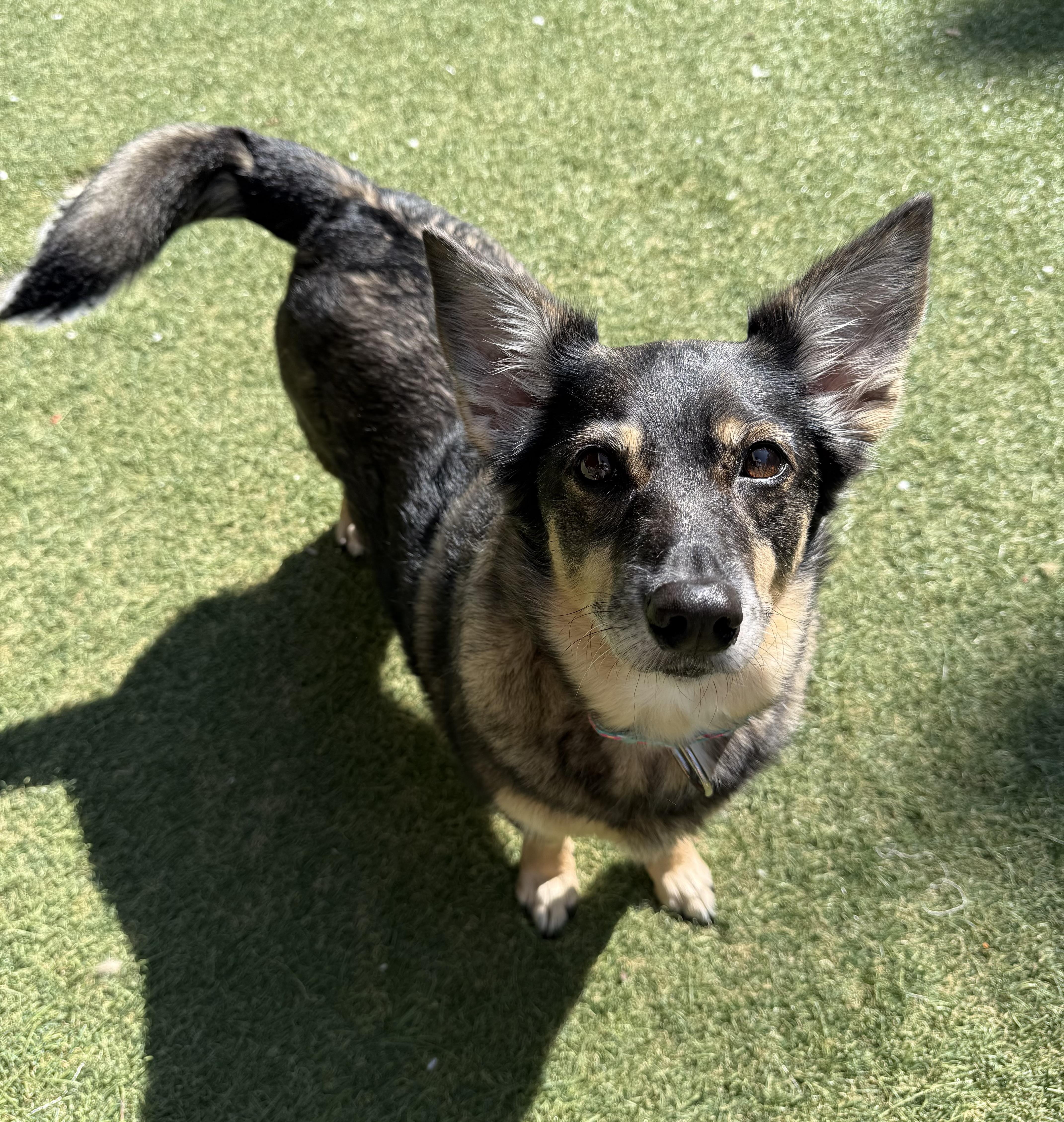 Bianca, adopted, Senior Female Corgi.
