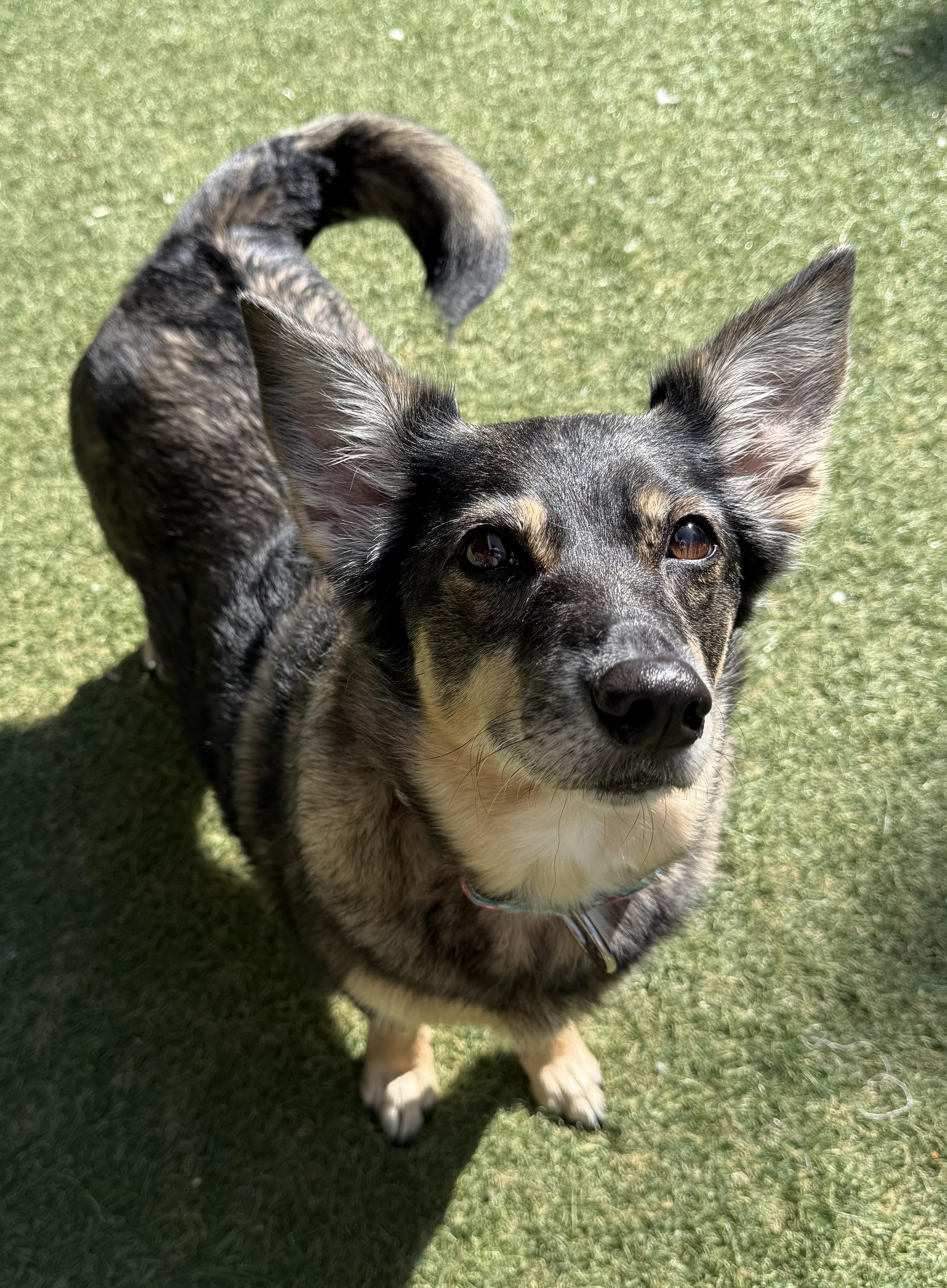 Enlarge Bianca, an adopted mixed breed in Sudbury, MA image 2/2