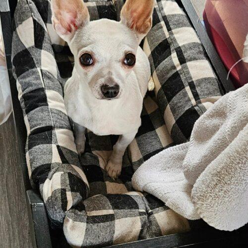 Enlarge Margarita, a Adoptable Chihuahua in Sanford, NC image 1/5