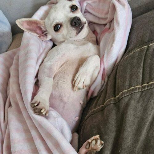 Enlarge Margarita, a Adoptable Chihuahua in Sanford, NC image 2/5