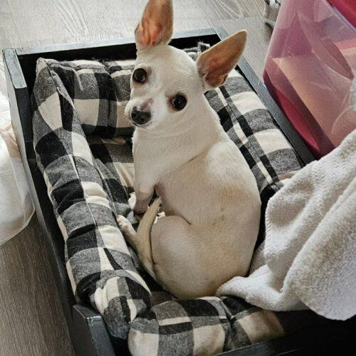 Enlarge Margarita, a Adoptable Chihuahua in Sanford, NC image 3/5