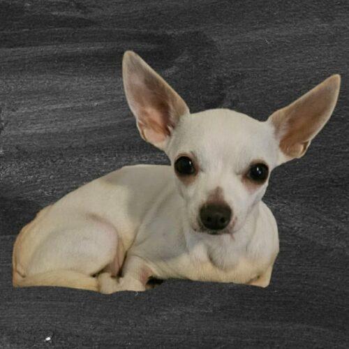 Enlarge Margarita, a Adoptable Chihuahua in Sanford, NC image 4/5