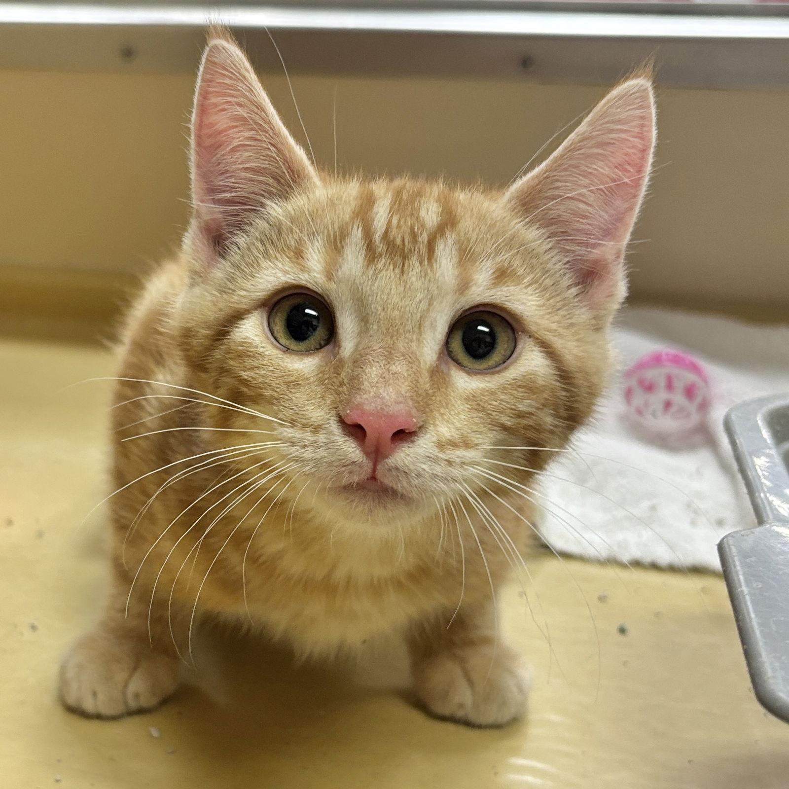 Penny, Adoptable, Kitten Male Domestic Short Hair.