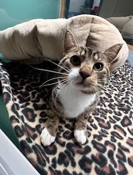 Enlarge Monty, a Adoptable Domestic Short Hair in Suffolk, VA image 1/2