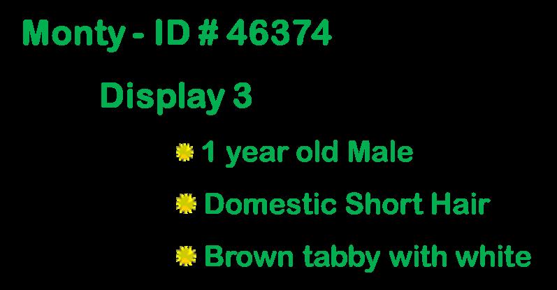 Enlarge Monty, a Adoptable Domestic Short Hair in Suffolk, VA image 2/2