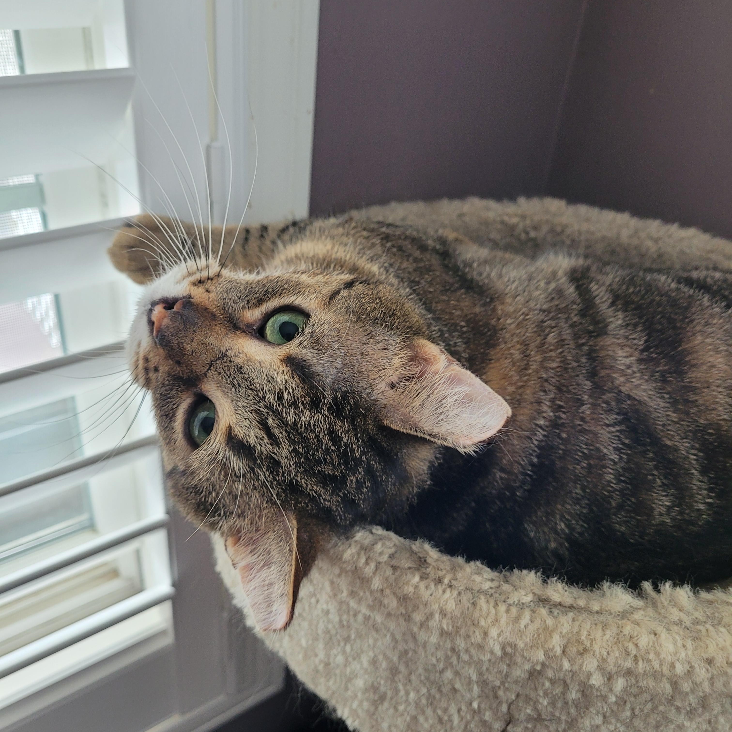 Tommy (m) 6yrs Brown tabby, a ADOPTABLE Domestic Short Hair in Ottawa, ON image 5/6